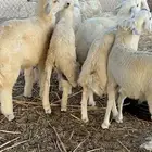 طليان كبار طرف وشعره وفل شحم( تم البيع )