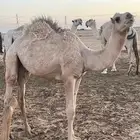 قعود قصب للبيع