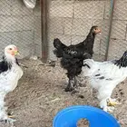 دجاج براهما