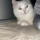 قطوة شيرازي للتزاوج