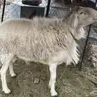 طلي حري فحل