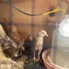 صيصان فرنسي وبلدي