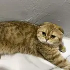 قطه للبيع