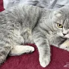 سكوتش فولد بيور