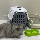 بسه شيرازي