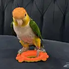 طير كايك وايت بيلي