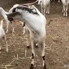 تيس بيشي للبيع