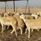 رخال حرية حرش 31