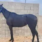 للبيع فرس