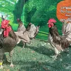 دجاج اسباني رصاصي