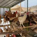 دجاج فاخر