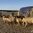 غنم نعيم