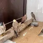 شبابيط