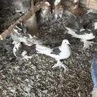 حمام للبيع زينه مشكل