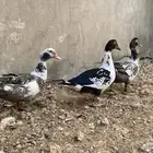 بط مصري مسكوفي مكسوفي ذكر بط