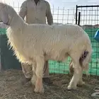 نجد صنف نوادر