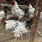 ديكة سوسك فرنسي