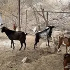 فحلين مشروطة