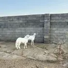 خروفين جبرات وسمان ونضاف