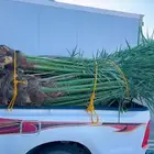 نخل مثمر للبيع في بيشه