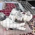 حمام بكستاني