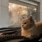قط للتبني