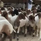 جذعات طيبه للبيع