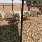 حريات صنف للبيع