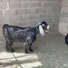 معزا عوارض طيبه