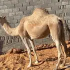 ناقه لقحه كفو طيبه المزاحمية