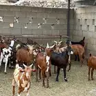 تيوس دهم مخاصي
