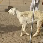 رخال حريات حرش دفيع صنف عددها 22 معاها 5