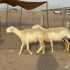 غنم حريات حرش خلفات صنف عددها 58 معاها 58 وفحلين