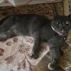 قطة للتبني في جده