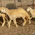 رخال جدعات حريات حرش صنف مضاريع عددها 74