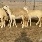 رخال حريات حرش مضاريع صنف عددها 59