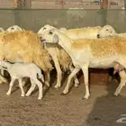 غنم حريات خلفات حرش صنف عددها 33 معاها 33 والفحل
