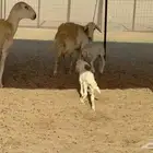 رخال حريات حرش مضاريع نوادر عددها 65 معاها 4 والفحل