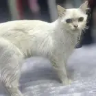 إعلان تبني قط