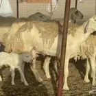 غنم خلفات حريات حرش صنف عددها 50 معاها 50 والفحل