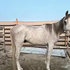 خيل للبيع شعبي اصفر ( الموقع الدمام )على السوم .