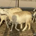 غنم حريات حرش دفيع مفاصيل علي ولاده عددها 34 معه 4 والفحل