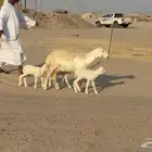 غنم خلفات صنف عددها 17 معاها 17