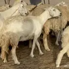 غنم حريات خلفات طيبه بهما ذبايح عددها 44 معاها 44