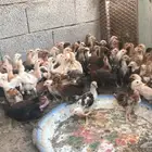 صيصان بلدي