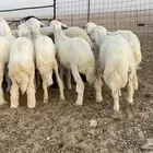 ذبايح حري ونعيم فواخر