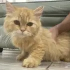 حصلت قطه ضايعة