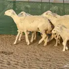غنم حريات خلفات عددها 24 معاها 21 والفحل