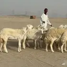 رخال حريات حرش دفيع صنف عددها 32 معاها الفحل