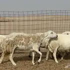 غنم خلفات حريات حرش عددها 26 معاها 26 والفحل